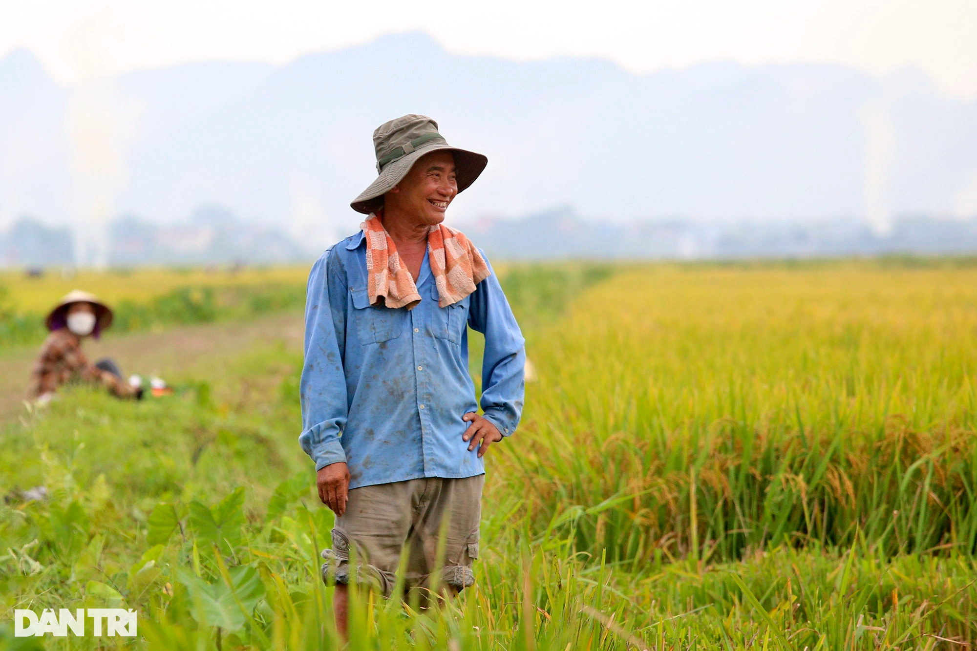 Ngắm đồng lúa thẳng cánh cò bay trong mùa gặt ở ngoại thành Hà Nội - 6