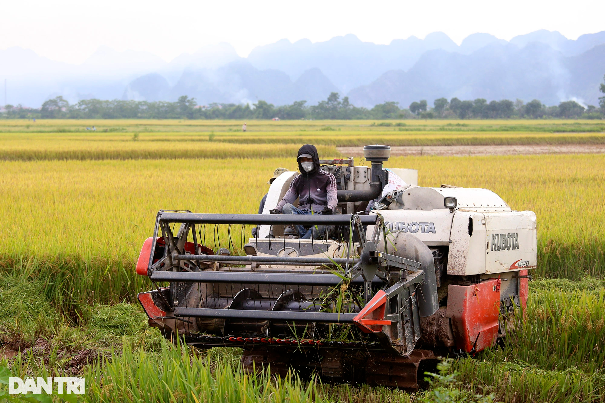 Ngắm đồng lúa thẳng cánh cò bay trong mùa gặt ở ngoại thành Hà Nội - 7