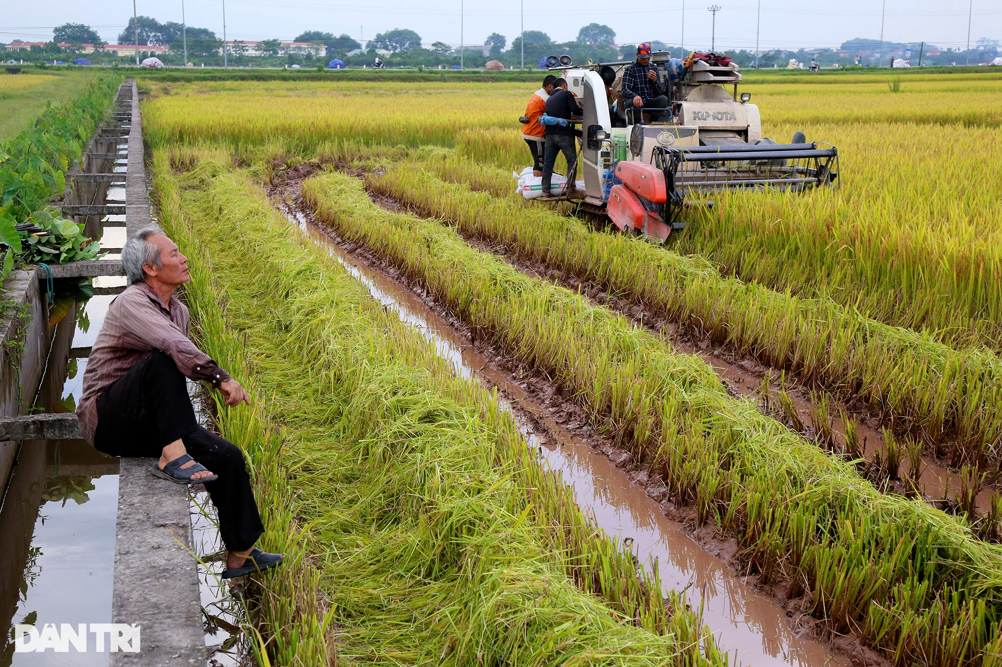 Ngắm đồng lúa thẳng cánh cò bay trong mùa gặt ở ngoại thành Hà Nội - 8