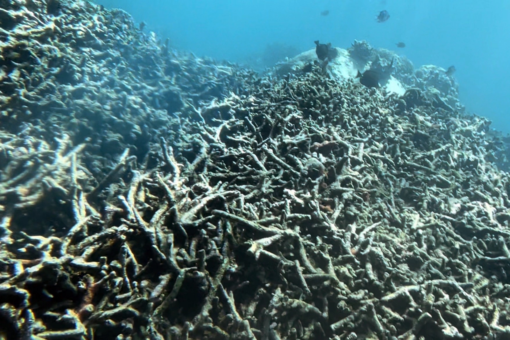 Những rạn san hô nghìn năm ở Nha Trang chết hàng loạt - 1