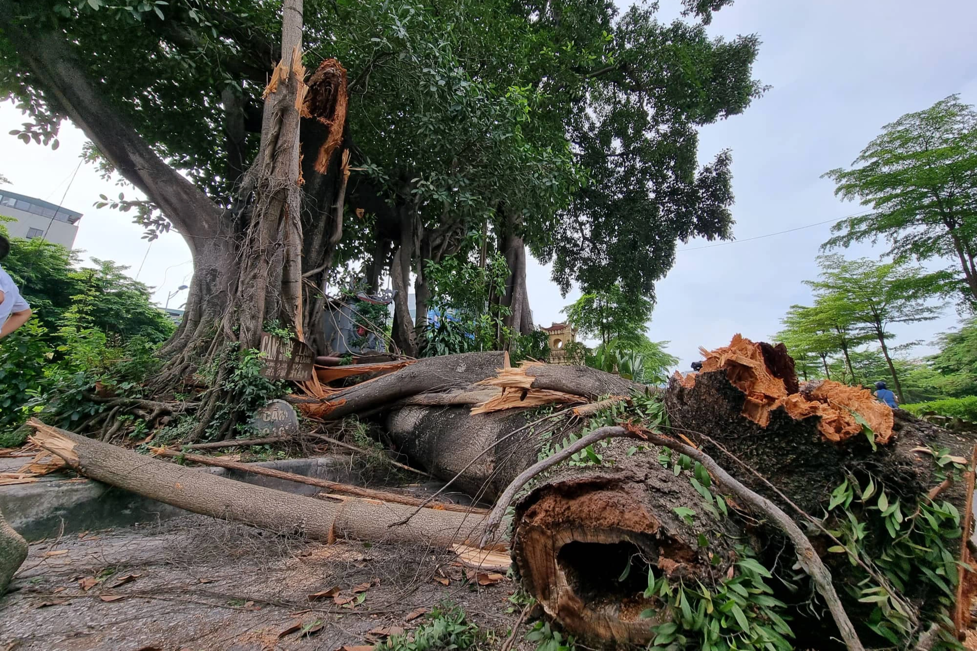 Cây đa trăm tuổi bị gãy nhánh: Sẽ rà soát sức khỏe của cây - 1