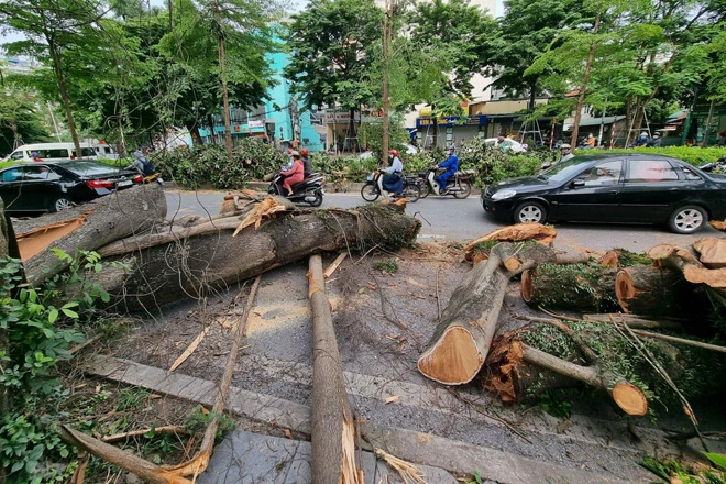 Cây đa trăm tuổi bị gãy nhánh: Sẽ rà soát sức khỏe của cây - 3