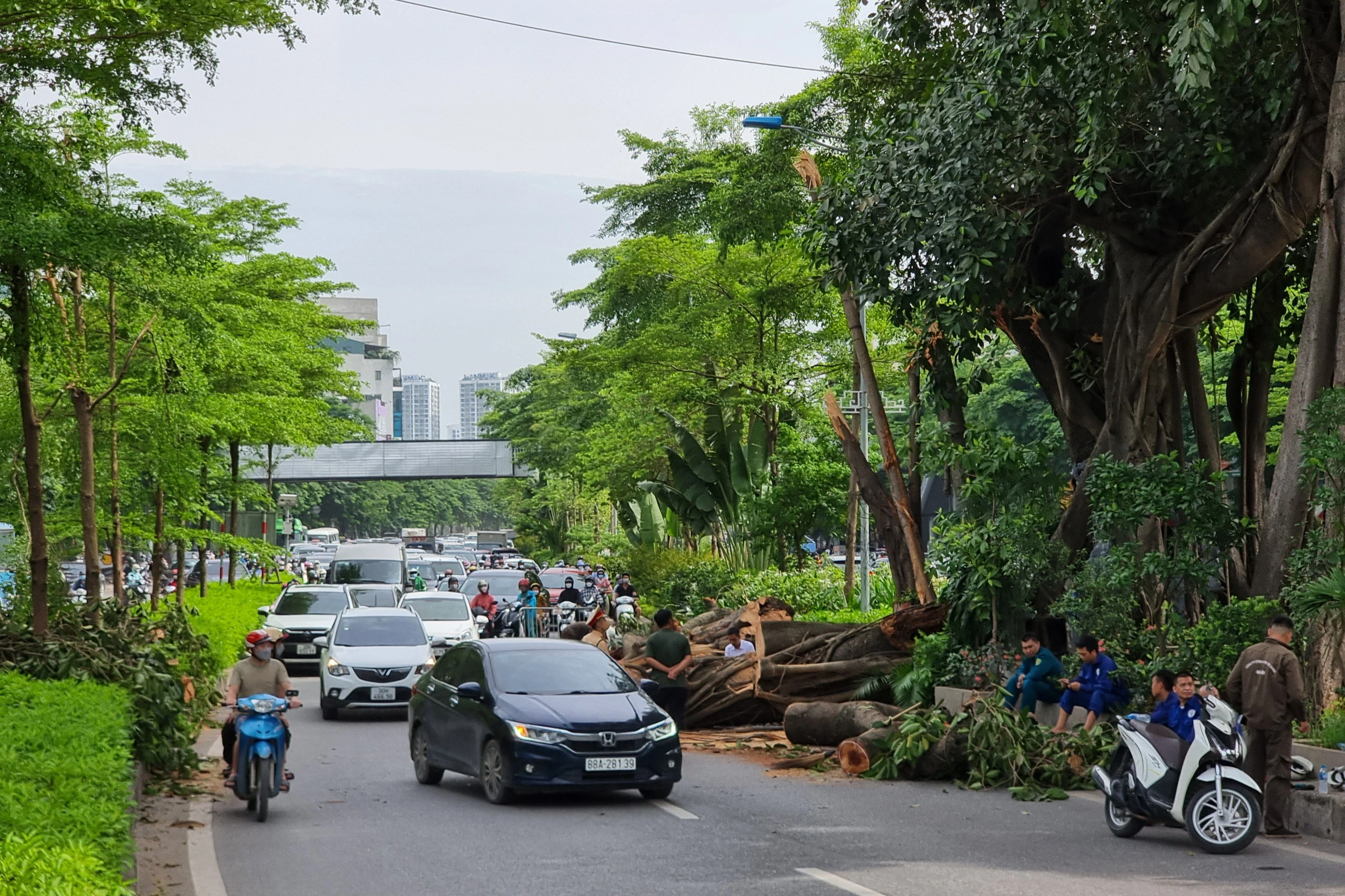 Cây đa trăm tuổi bị gãy nhánh: Sẽ rà soát sức khỏe của cây - 4