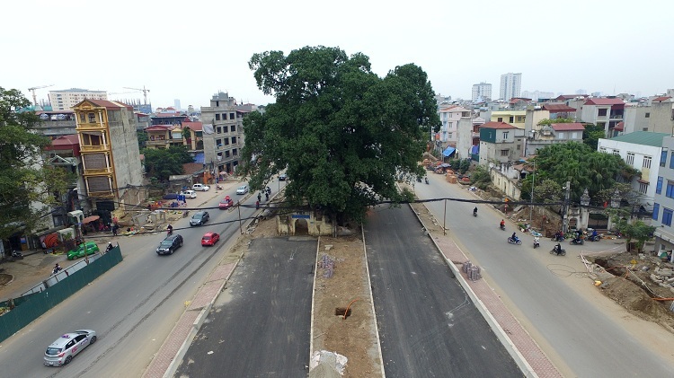 Cây đa trăm tuổi được bảo tồn khi làm đường nghìn tỷ bất ngờ gãy nhánh lớn - 6