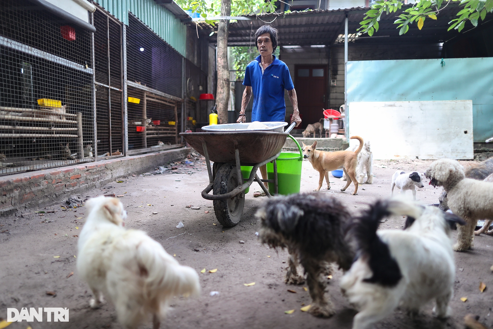 Madre loca crió a más de 500 perros y gatos salvados del matadero - 9