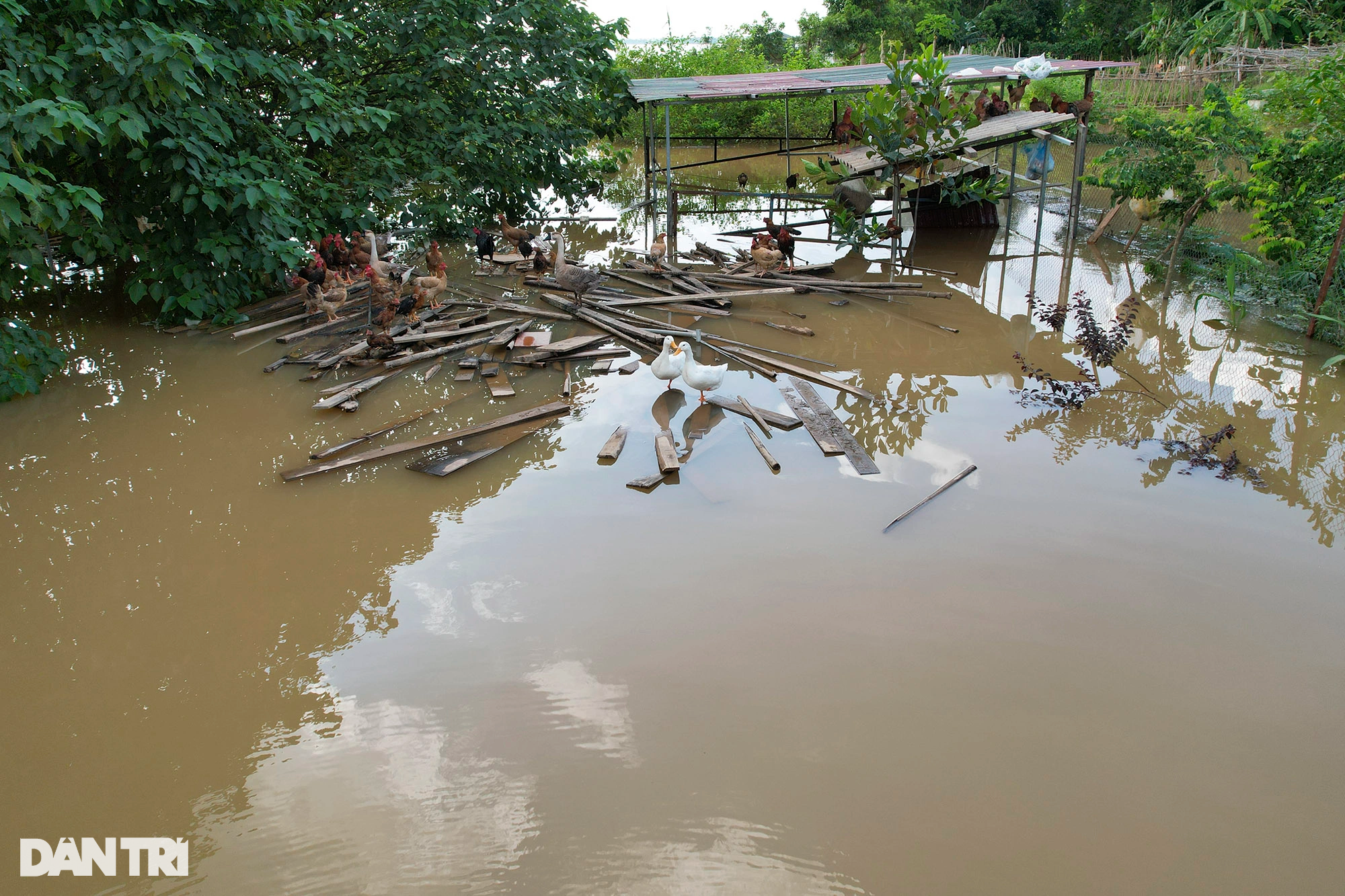 Hình ảnh nước sông Hồng dâng cao gây ngập lụt nhiều nơi ở Hà Nội - 5