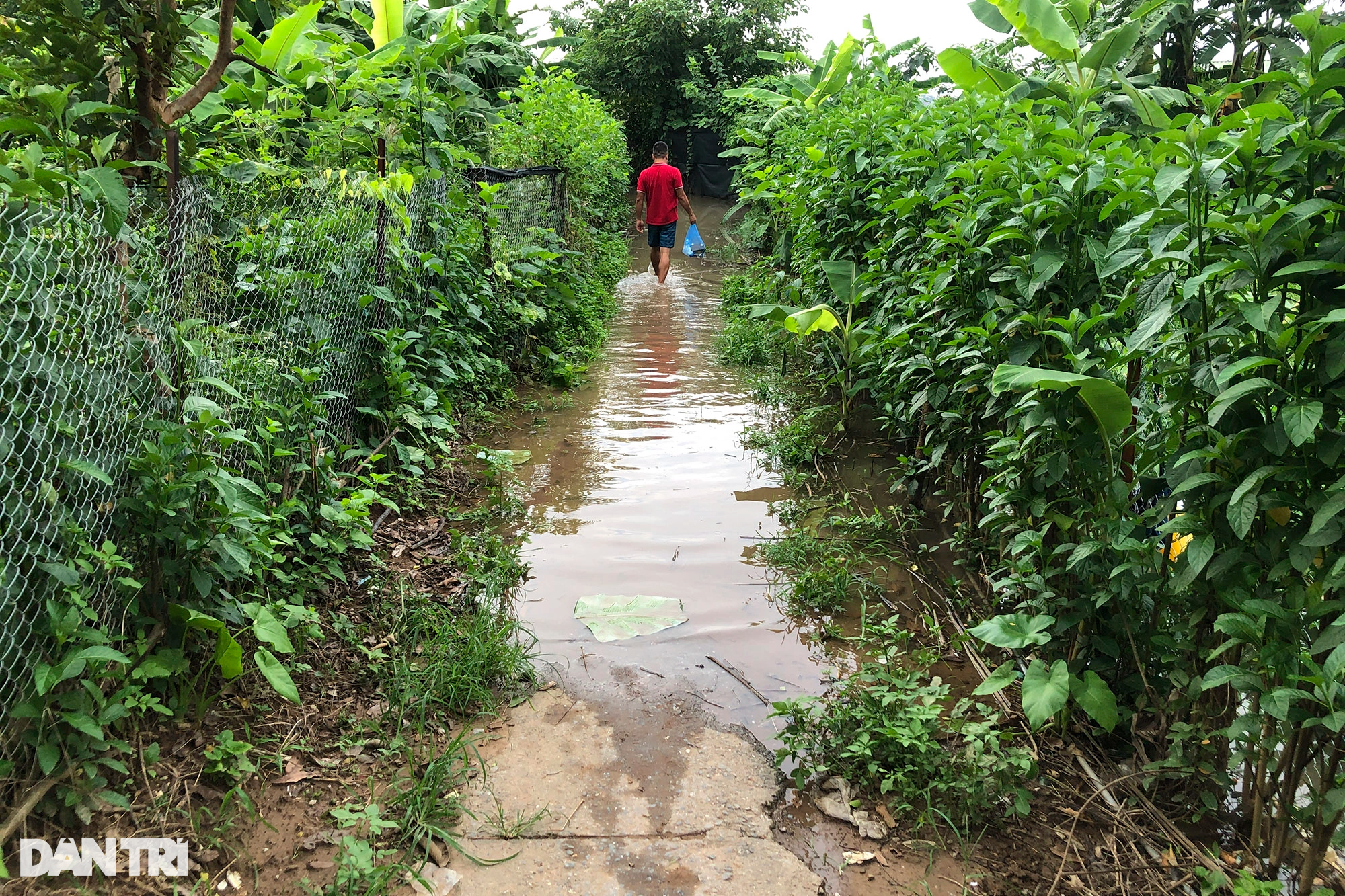 Hình ảnh nước sông Hồng dâng cao gây ngập lụt nhiều nơi ở Hà Nội - 9