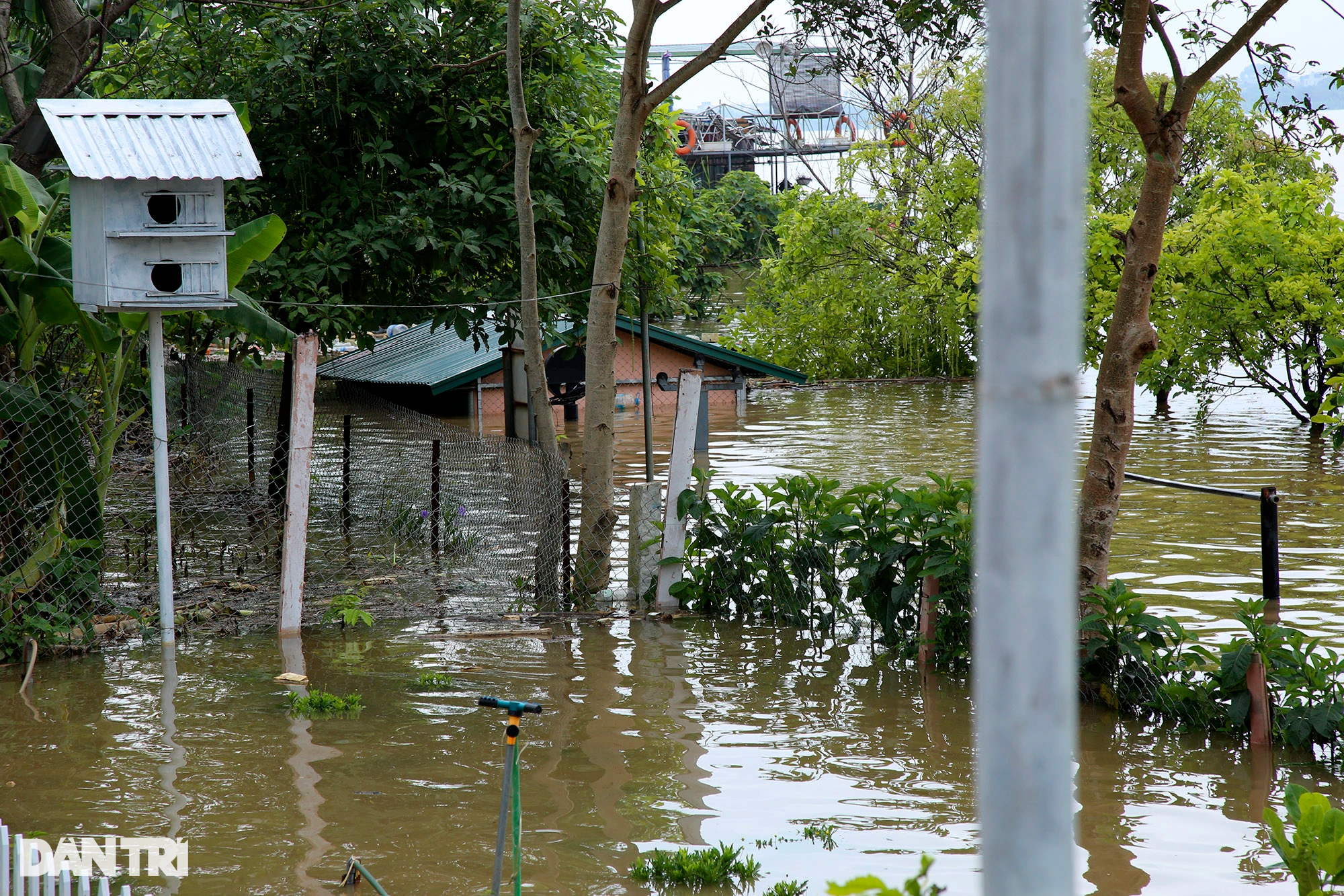Hình ảnh nước sông Hồng dâng cao gây ngập lụt nhiều nơi ở Hà Nội - 7