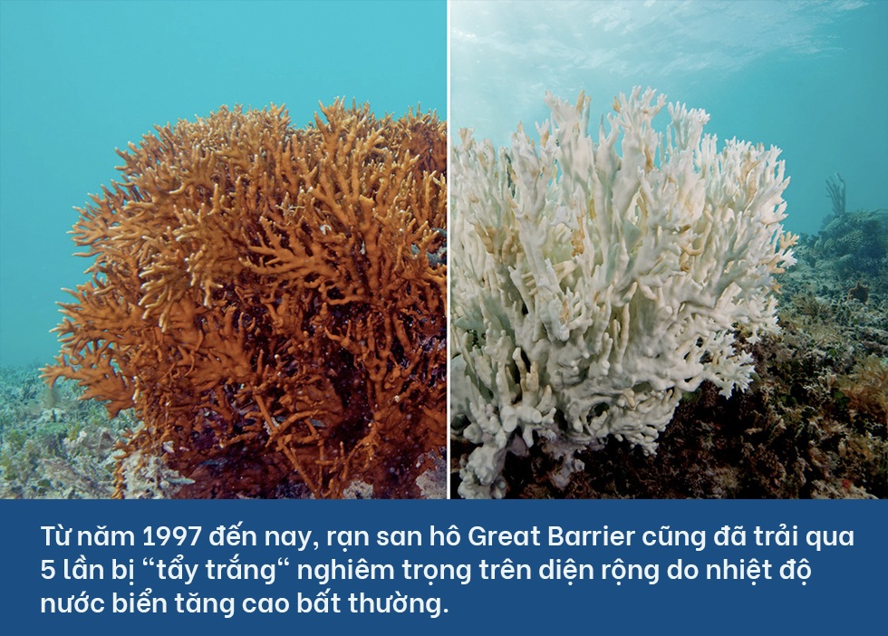 Vì sao loài người không thể làm ngơ trước sự biến mất của san hô? - 13