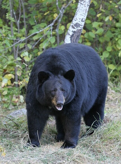 Cặp vợ chồng cùng 3 con nhỏ đụng độ gấu đen Bắc Mỹ trong rừng hoang - 1