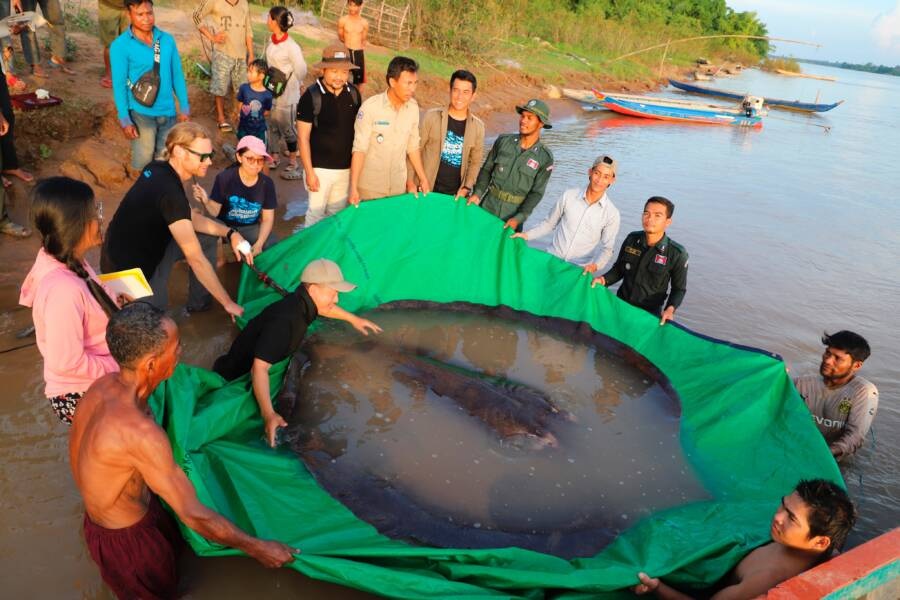 Tìm thấy thủy quái khổng lồ nặng gần 300 kg trên sông Mekong - 1
