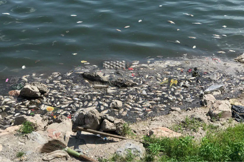 Hà Nội: Cá chết hàng loạt ở hồ điều hòa Yên Sở - 2