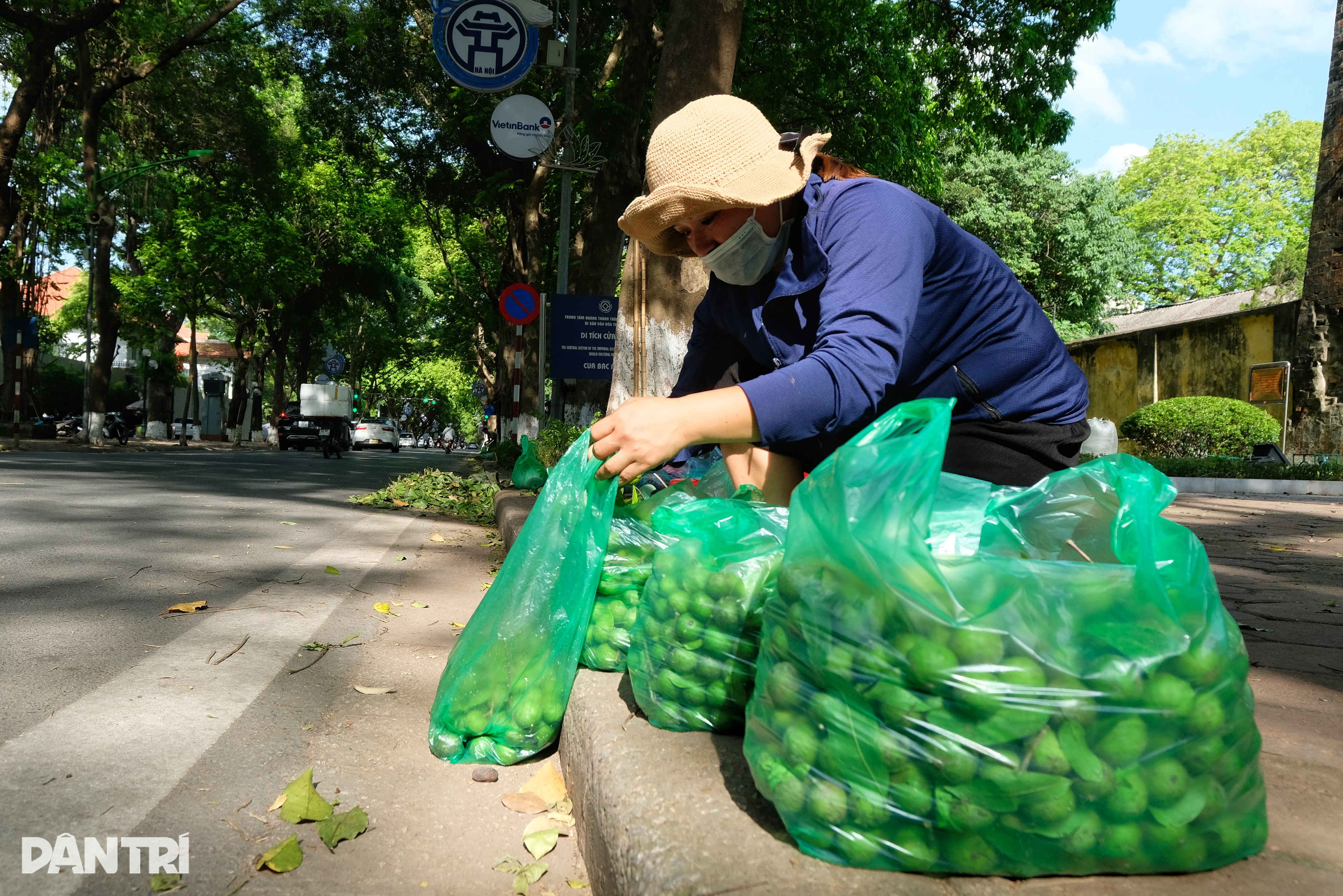 Những người hái sấu ở Hà Nội: Sáng lưng chừng trời, trưa... chạy công an - 1 Những người hái sấu ở Hà Nội: Sáng lưng chừng trời, trưa... chạy công an - 1