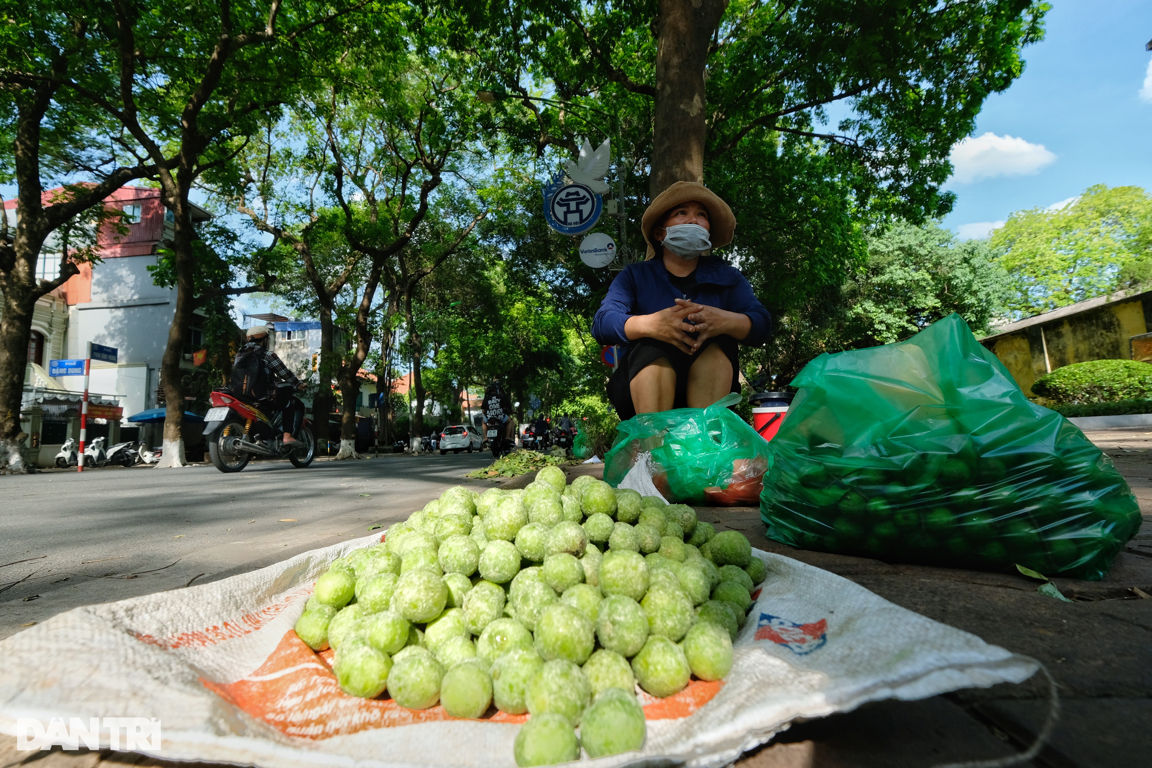 Những người hái sấu ở Hà Nội: Sáng lưng chừng trời, trưa... chạy công an - 4