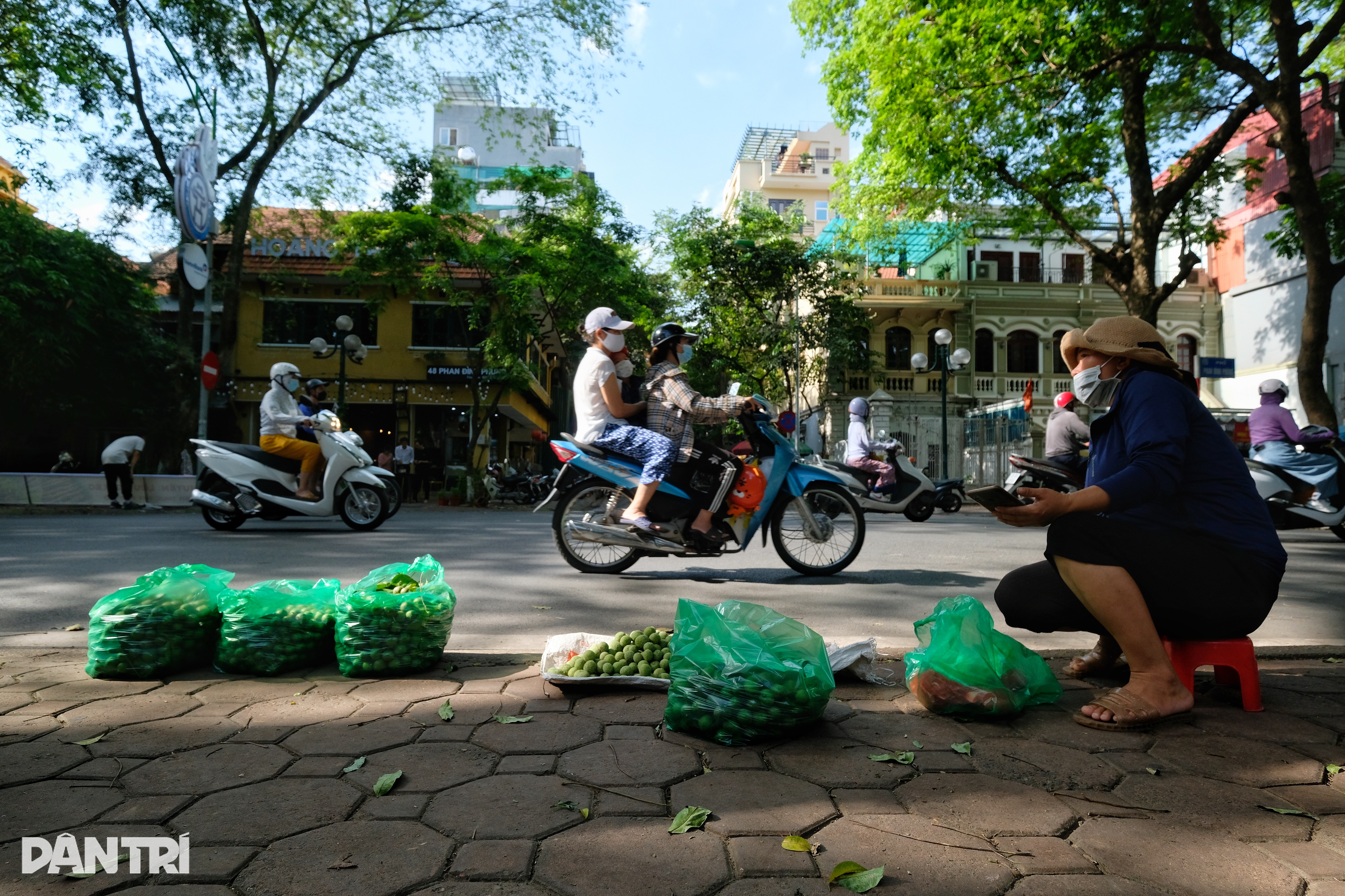 Những người hái sấu ở Hà Nội: Sáng lưng chừng trời, trưa... chạy công an - 6 Những người hái sấu ở Hà Nội: Sáng lưng chừng trời, trưa... chạy công an - 6