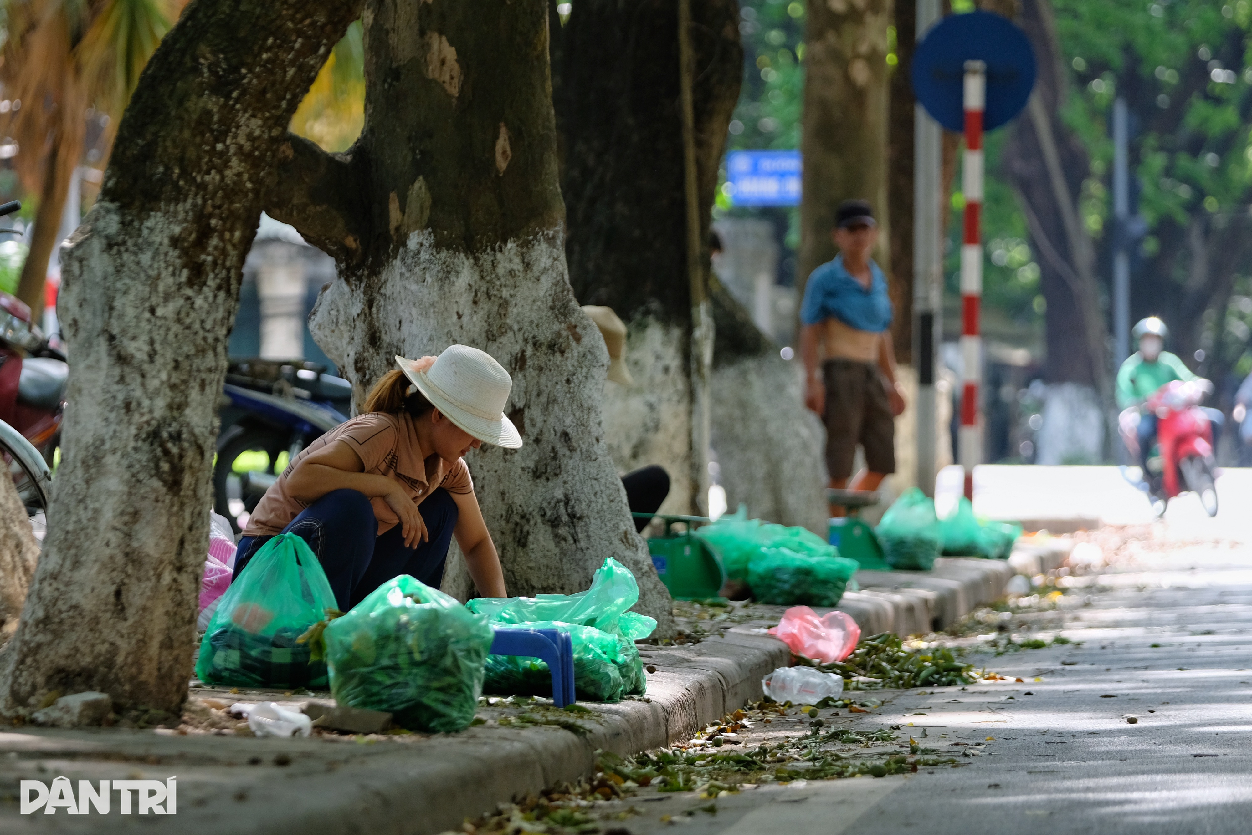 Những người hái sấu ở Hà Nội: Sáng lưng chừng trời, trưa... chạy công an - 5