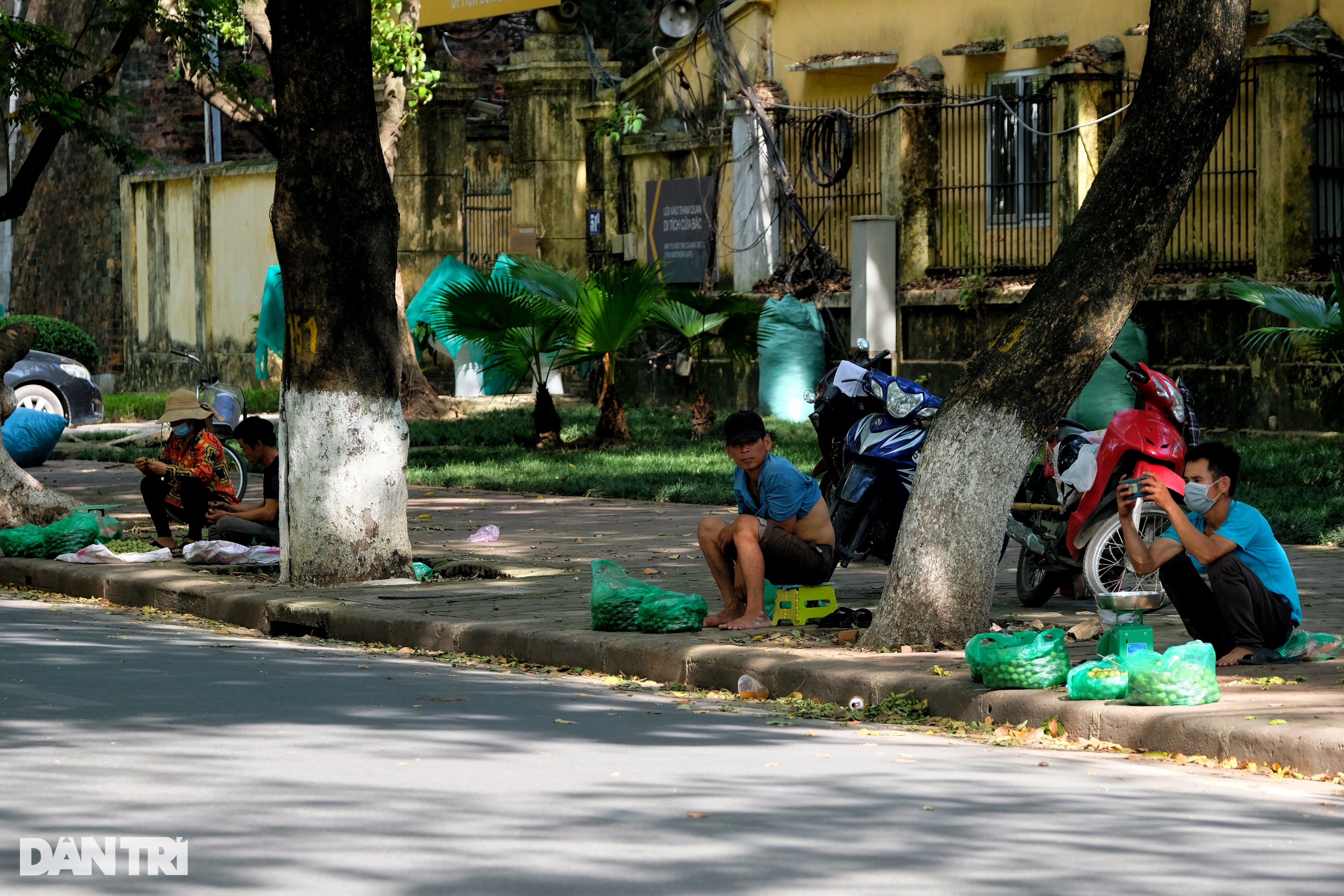 Những người hái sấu ở Hà Nội: Sáng lưng chừng trời, trưa... chạy công an - 2 Những người hái sấu ở Hà Nội: Sáng lưng chừng trời, trưa... chạy công an - 2