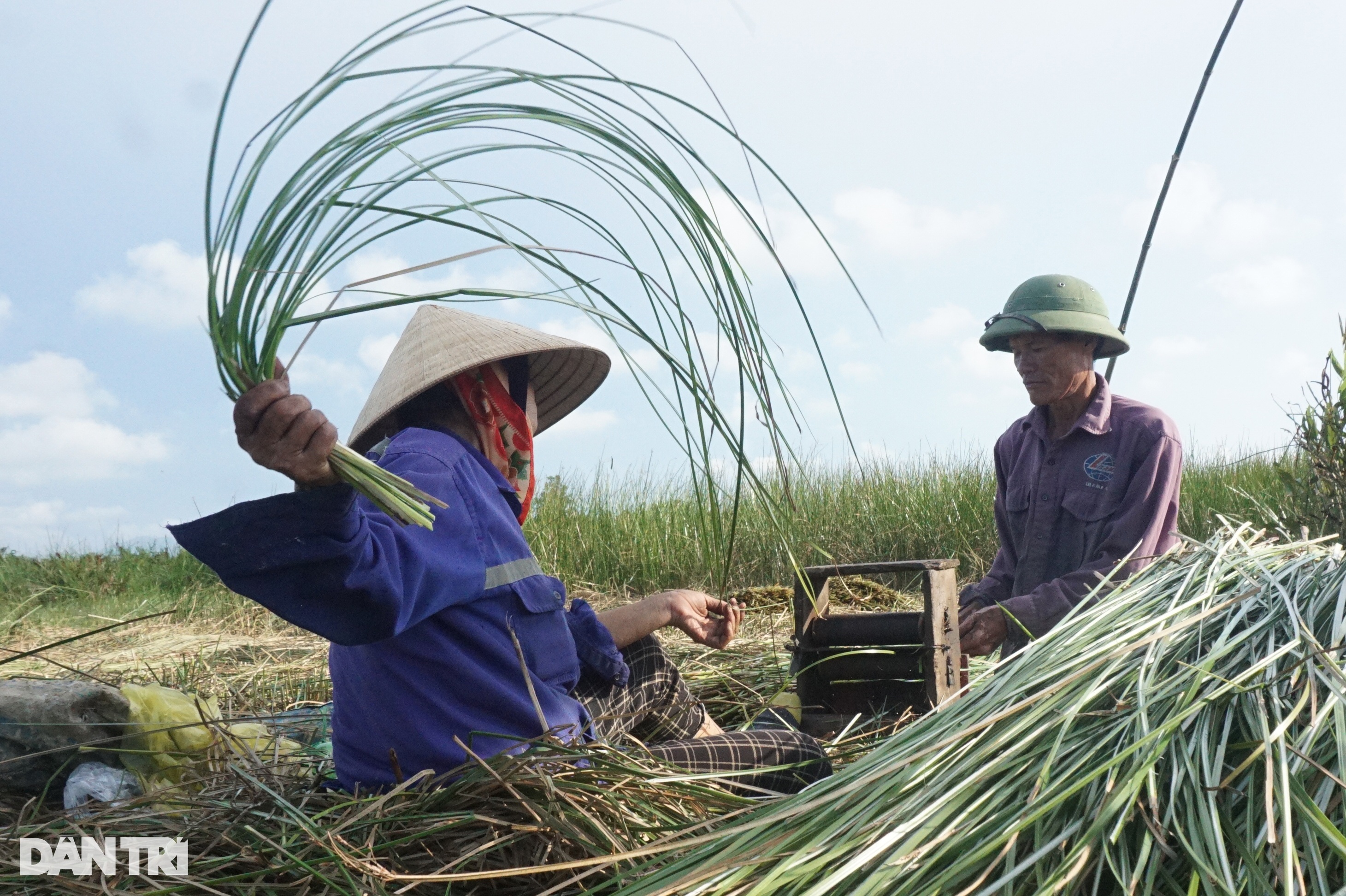 Đội nắng mót gon, nông dân ven đô thu nửa triệu đồng mỗi ngày - Ảnh 8.