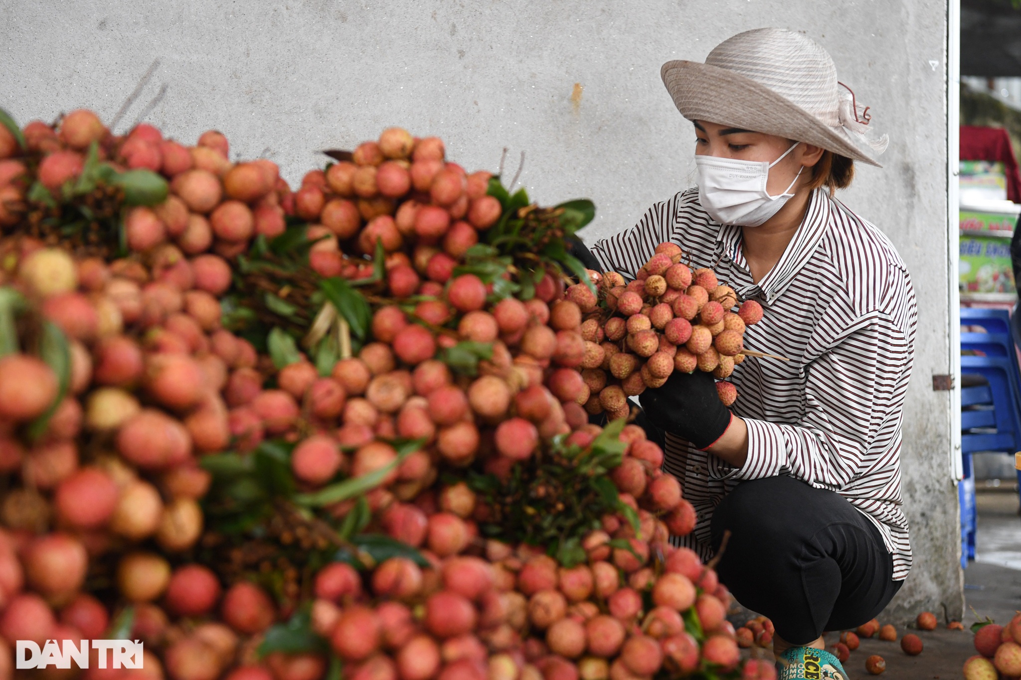 Vải thiều bay sang Nhật cần qua quy trình sản xuất khắt khe như thế nào? - 3 Vải thiều bay sang Nhật cần qua quy trình sản xuất khắt khe như thế nào? - 3