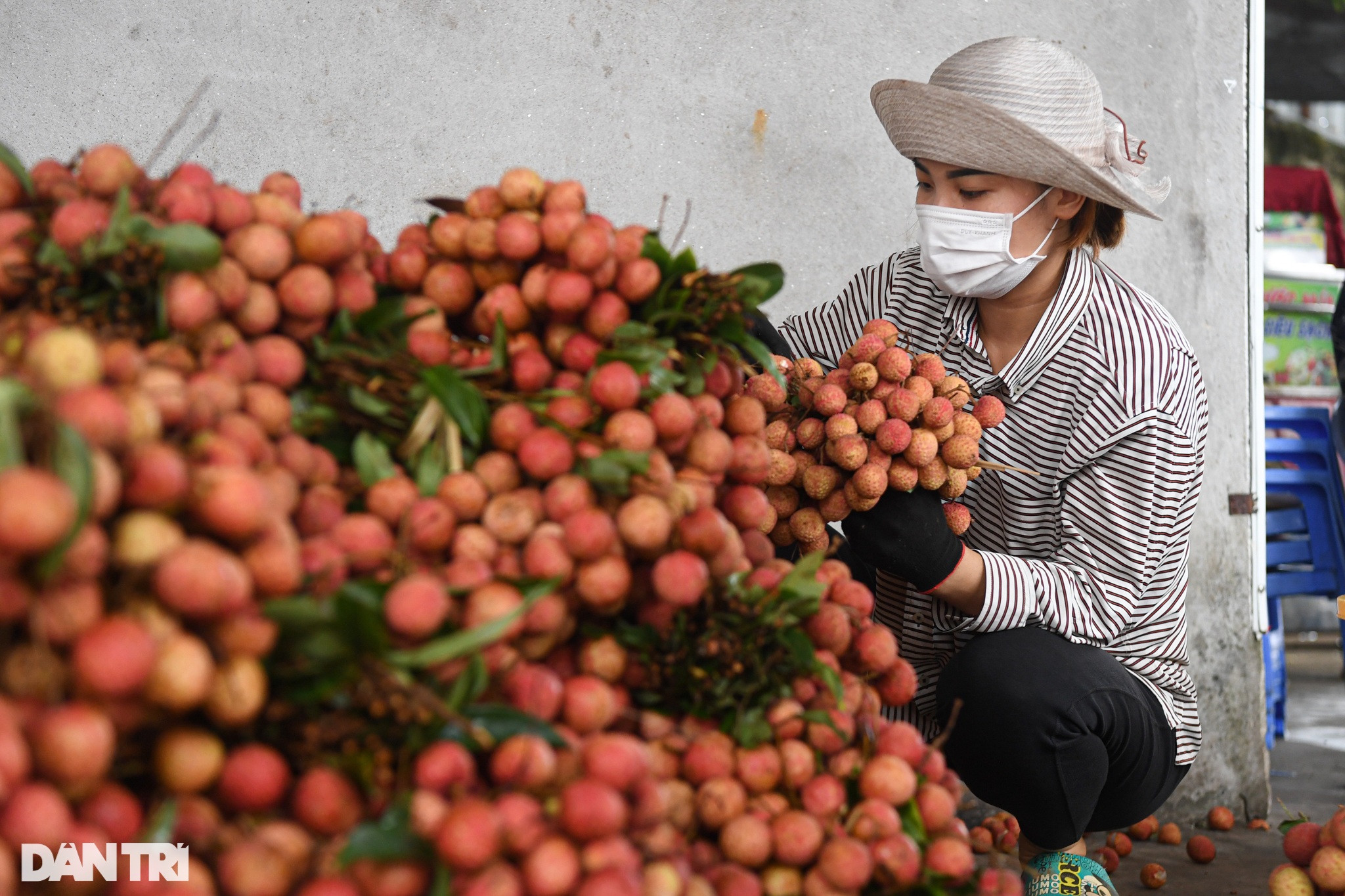 Vải thiều bay sang Nhật cần qua quy trình sản xuất khắt khe như thế nào? - 3