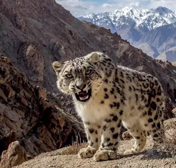 Loài vật quý hiếm bất ngờ xuất hiện ở vùng núi Ấn Độ - 1