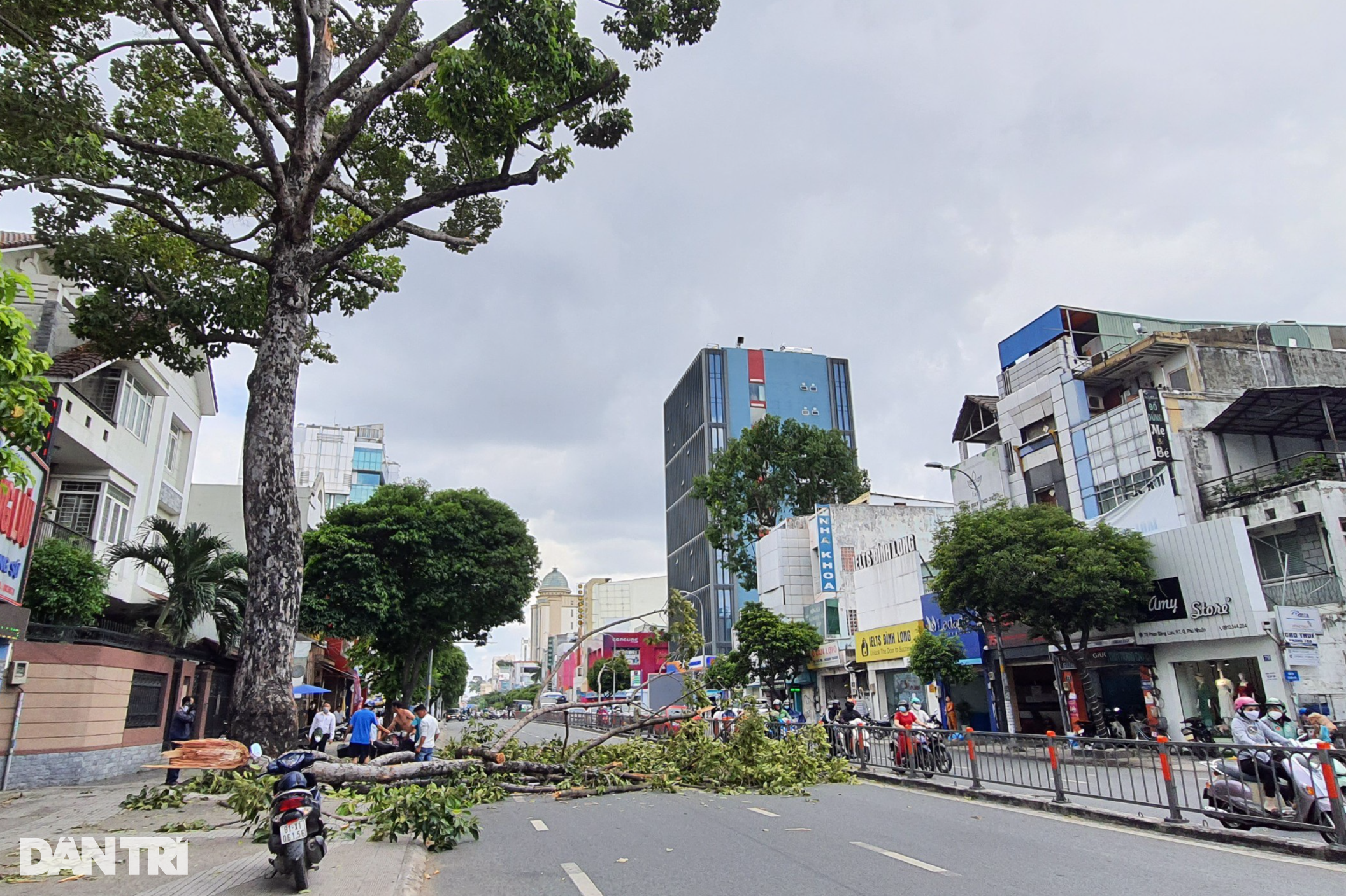 TPHCM: Cây xanh tét nhánh đè xe máy chở 3 người - 3