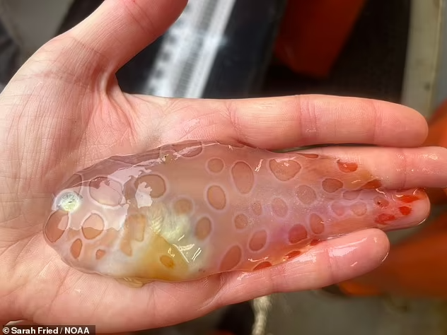 Tìm thấy cá ốc sên trong suốt cực hiếm nơi biển sâu - 1