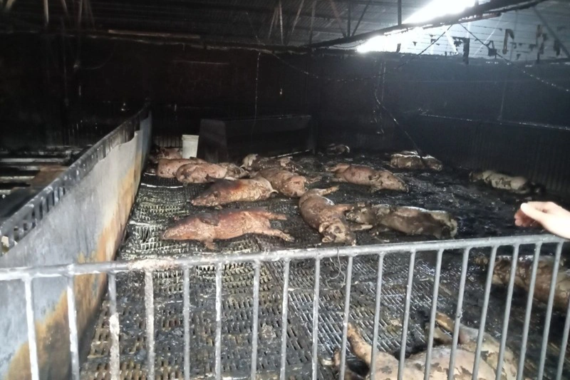 Hỏa hoạn tại trang trại khiến 400 con lợn chết cháy - 1