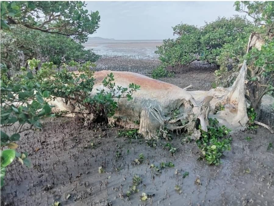 Xác cá voi khủng nằm trong rừng ngập mặn ở Quảng Ninh - 2