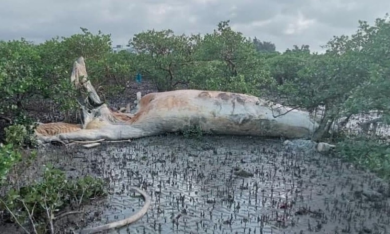 Xác cá voi khủng nằm trong rừng ngập mặn ở Quảng Ninh - 1