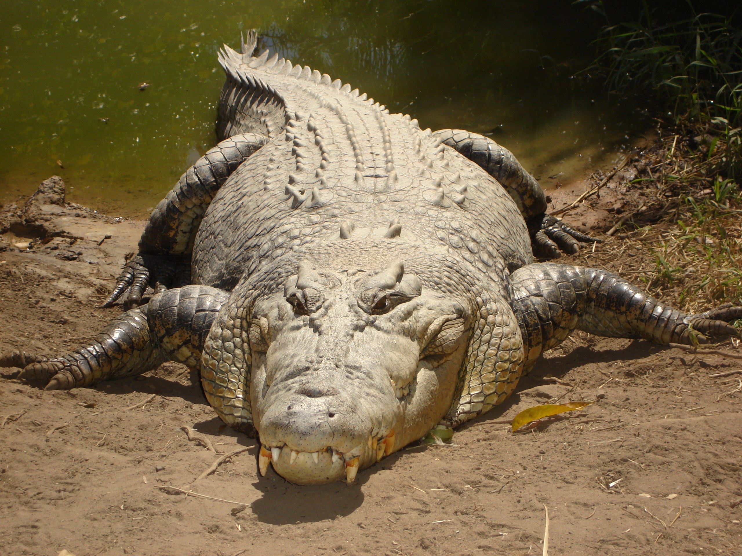 Cạy hàm cá sấu, người đàn ông may mắn sống sót dù bị ngoạm trúng đầu - 2