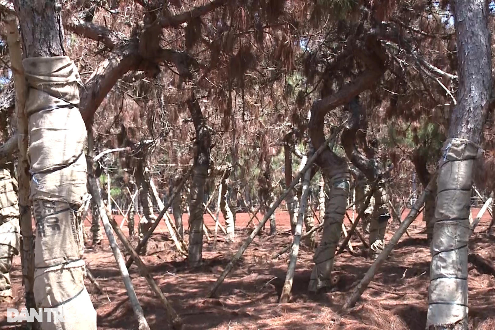 Hàng loạt cây thông chết khô trong dự án sân golf - 3