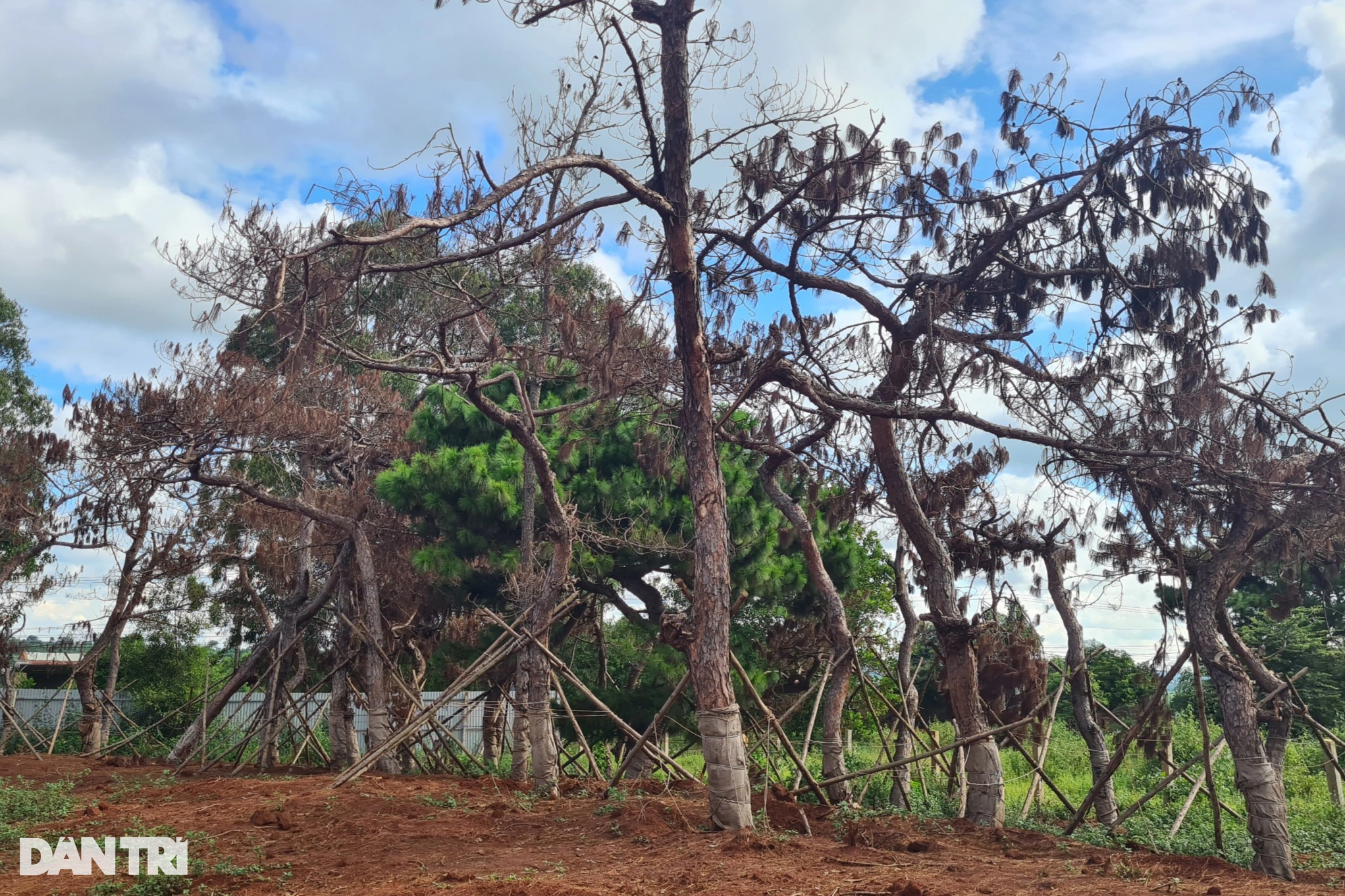 Hàng loạt cây thông chết khô trong dự án sân golf - 6