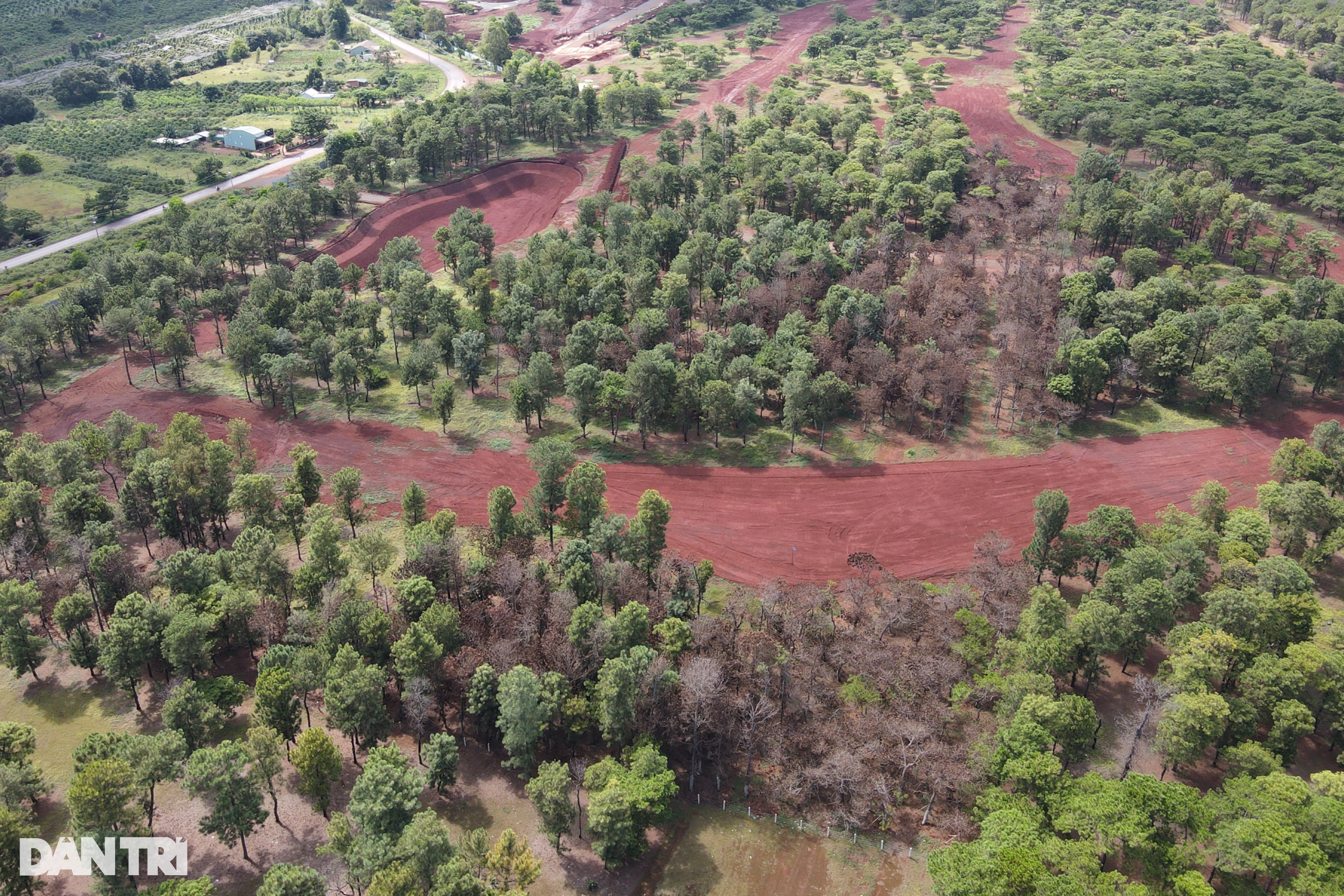 Hàng loạt cây thông chết khô trong dự án sân golf - 4