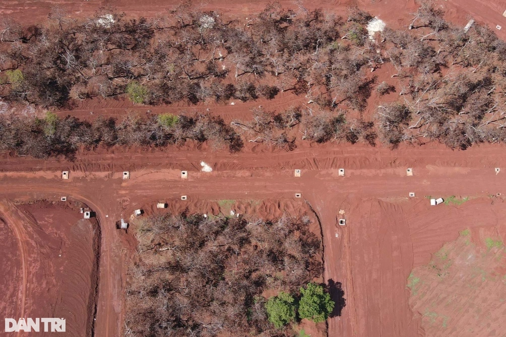Hàng loạt cây thông chết khô trong dự án sân golf - 2