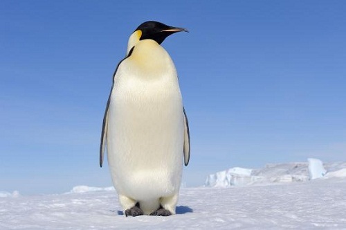 Tìm ra nguyên nhân khiến chim cánh cụt ngừng tiến hóa - 1
