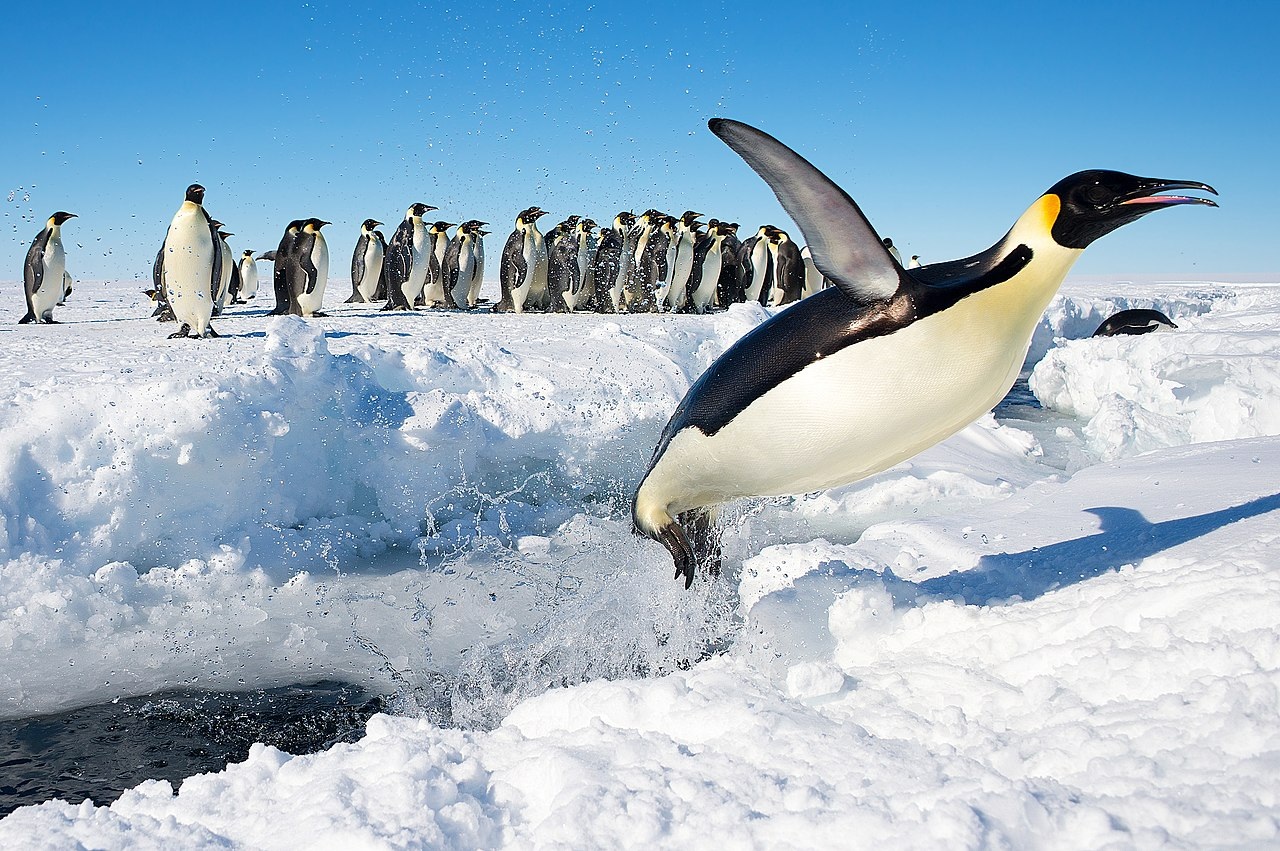 Tìm ra nguyên nhân khiến chim cánh cụt ngừng tiến hóa - 2
