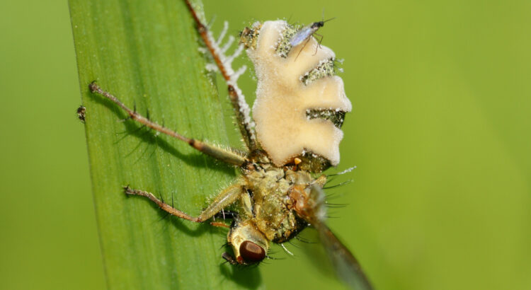 Phát hiện thú vị một loại nấm gây bệnh biến loài ruồi thành thây ma - 1