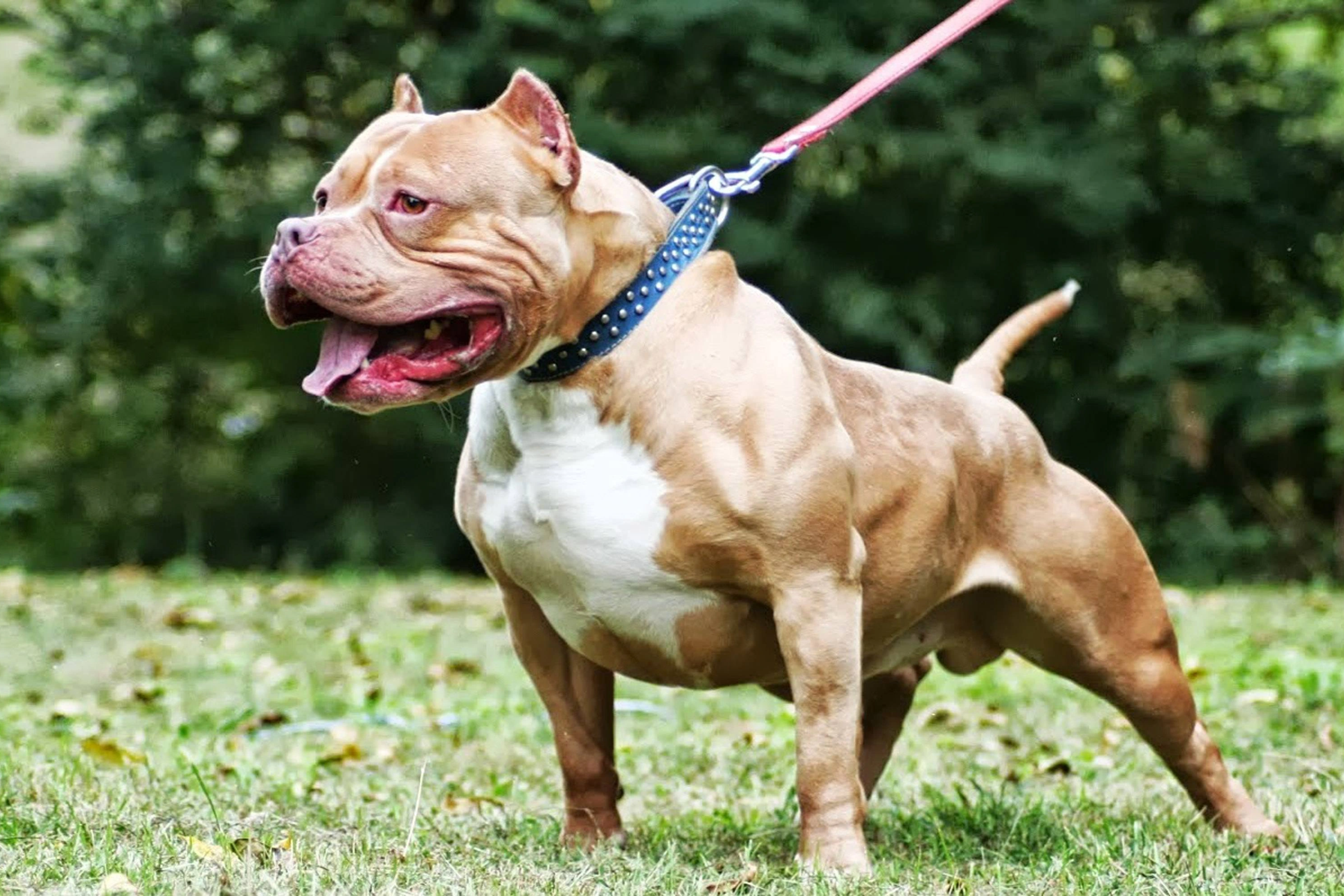 Cục Thú y nói về quy định nuôi chó pitbull ở Việt Nam - 1