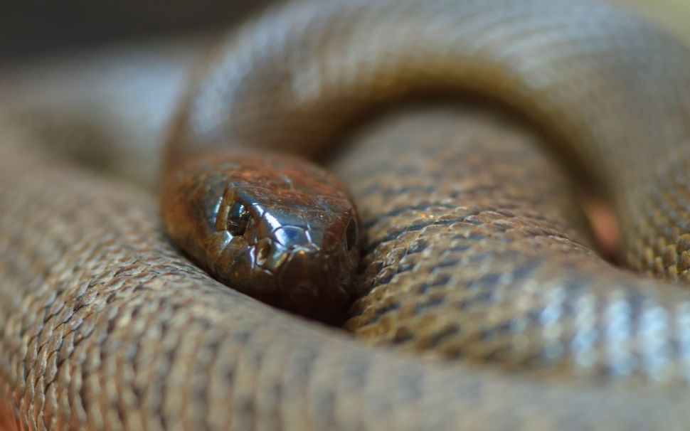 5 loài rắn nguy hiểm nhất trên hành tinh - 1