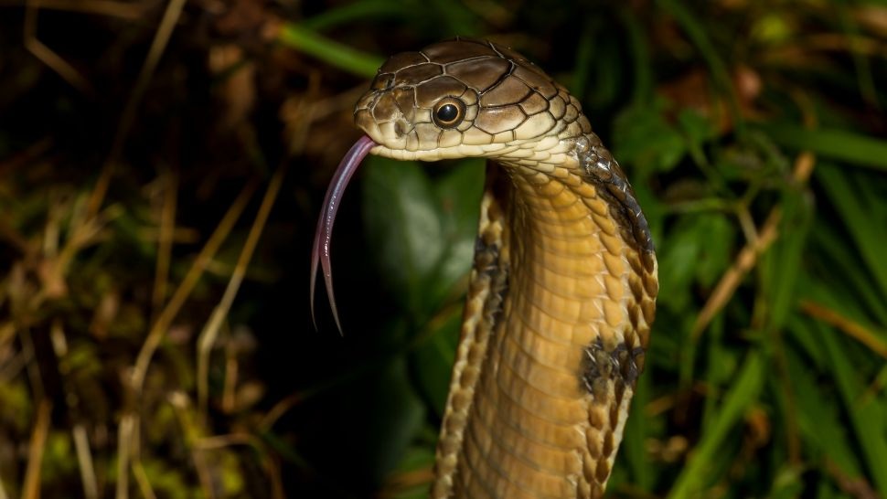 5 loài rắn nguy hiểm nhất trên hành tinh - 2
