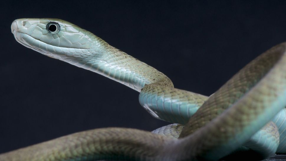 5 loài rắn nguy hiểm nhất trên hành tinh - 3