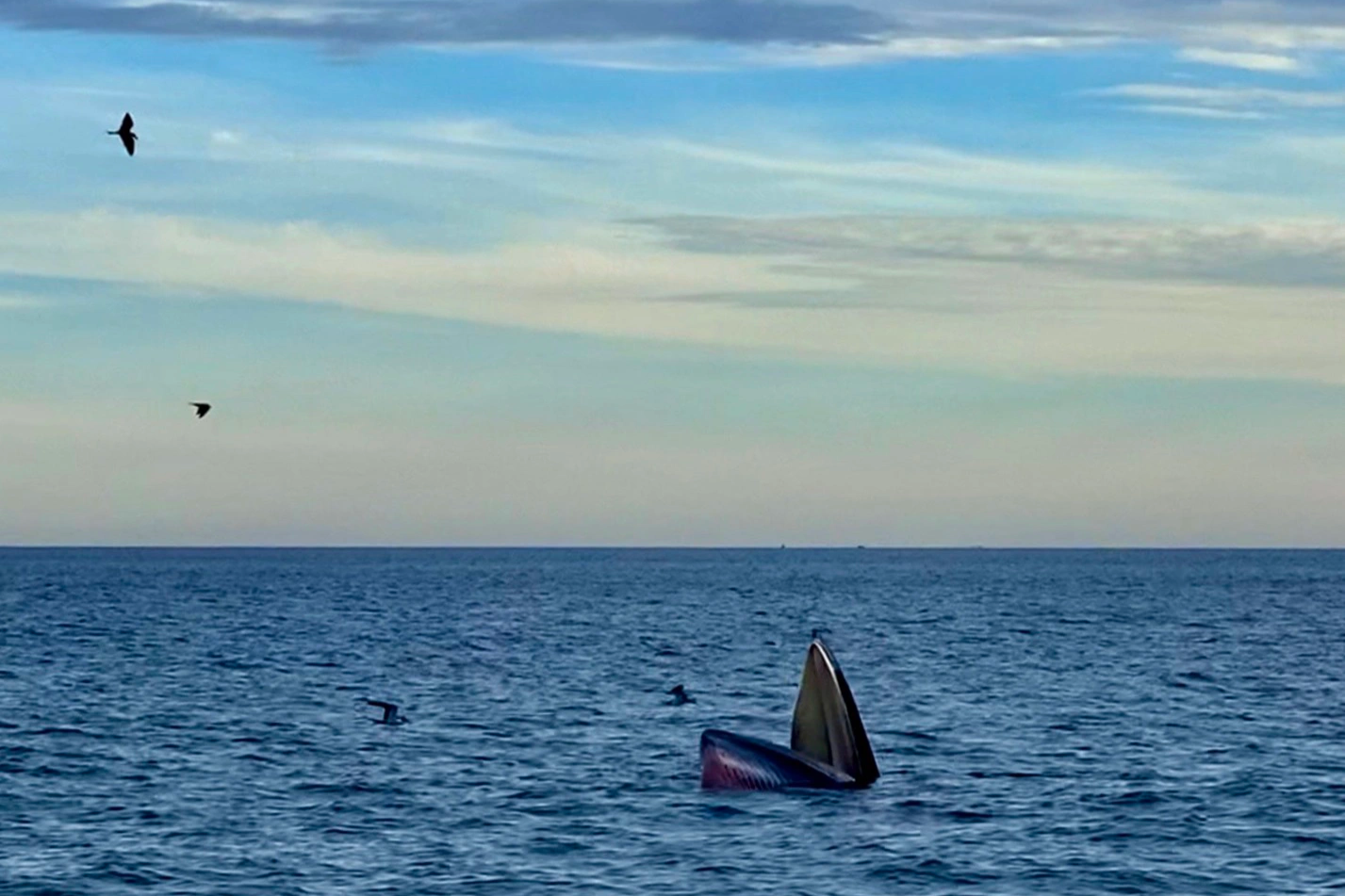 Đàn cá voi xanh liên tục xuất hiện ở vùng biển Đề Gi - 2