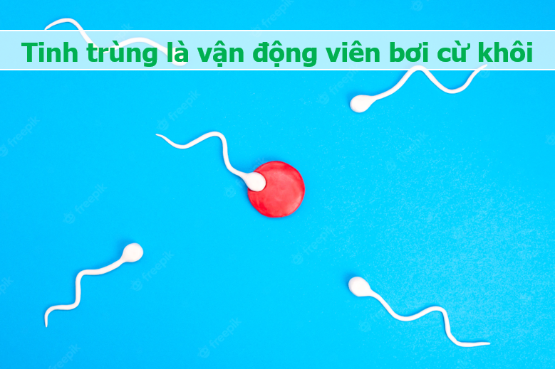 Tinh trùng và những điều bất ngờ: Vẫy đuôi 20 lần/giây, mất 70 ngày để lớn - 6