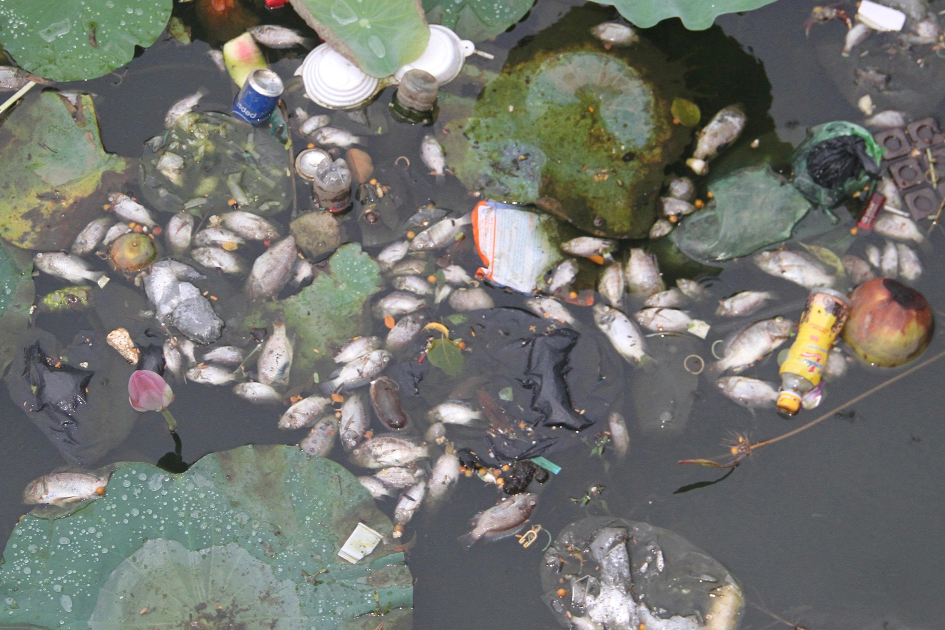 Cá chết bốc mùi hôi thối ở hồ sinh thái tại Quy Nhơn do bị sốc nhiệt? - 1