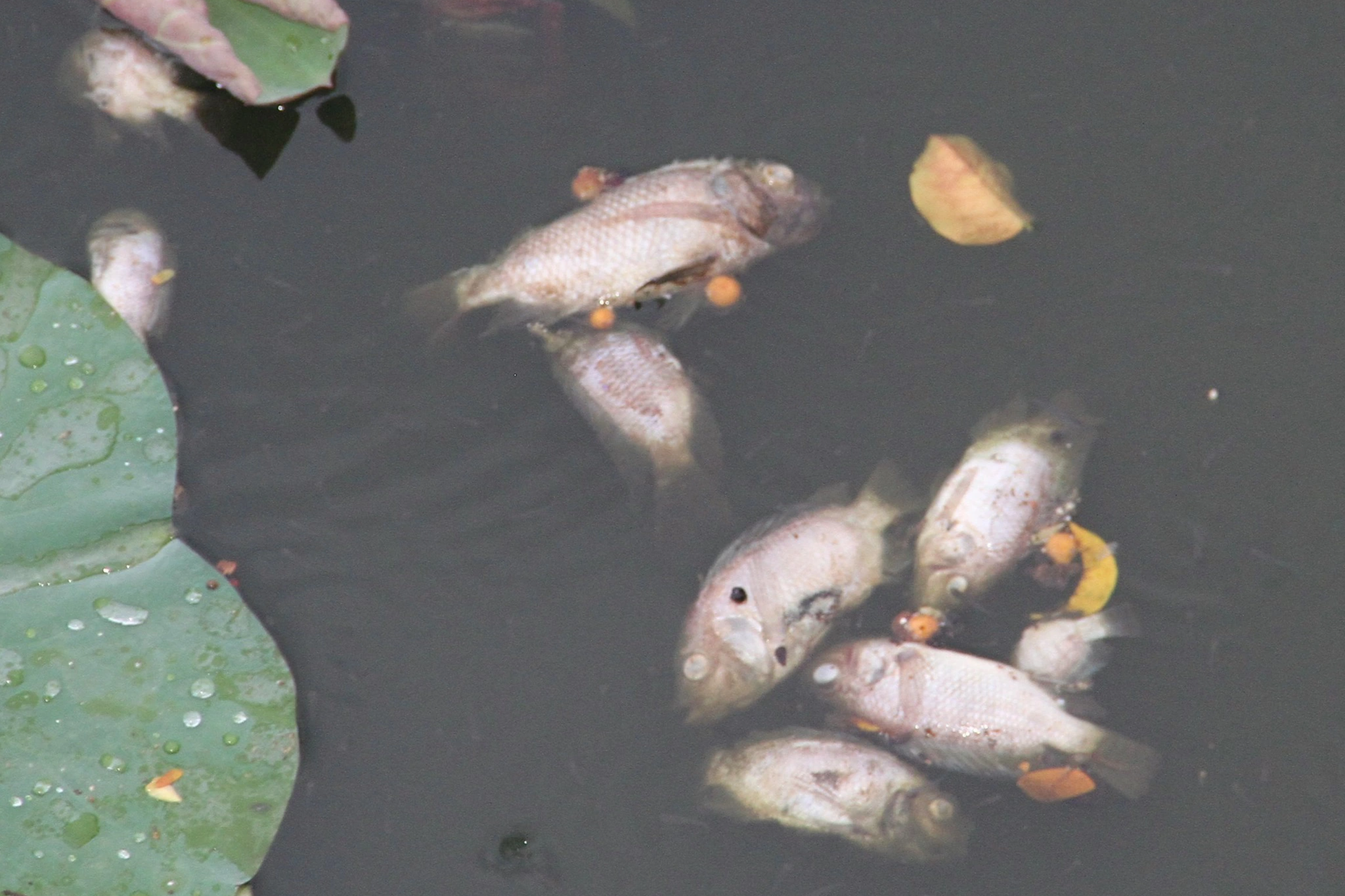 Cá chết bốc mùi hôi thối ở hồ sinh thái tại Quy Nhơn do bị sốc nhiệt? - 3