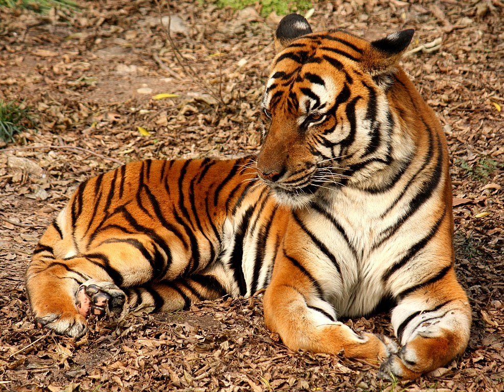 Hơn 2 thập kỷ loài hổ biến mất ở Việt Nam trong tự nhiên - 1