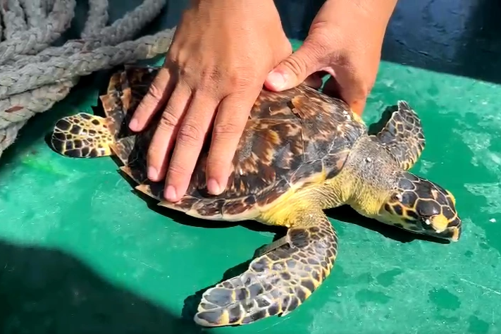 Kỹ sư điện giải cứu rùa biển quý hiếm nhận niềm vui bất ngờ - 2