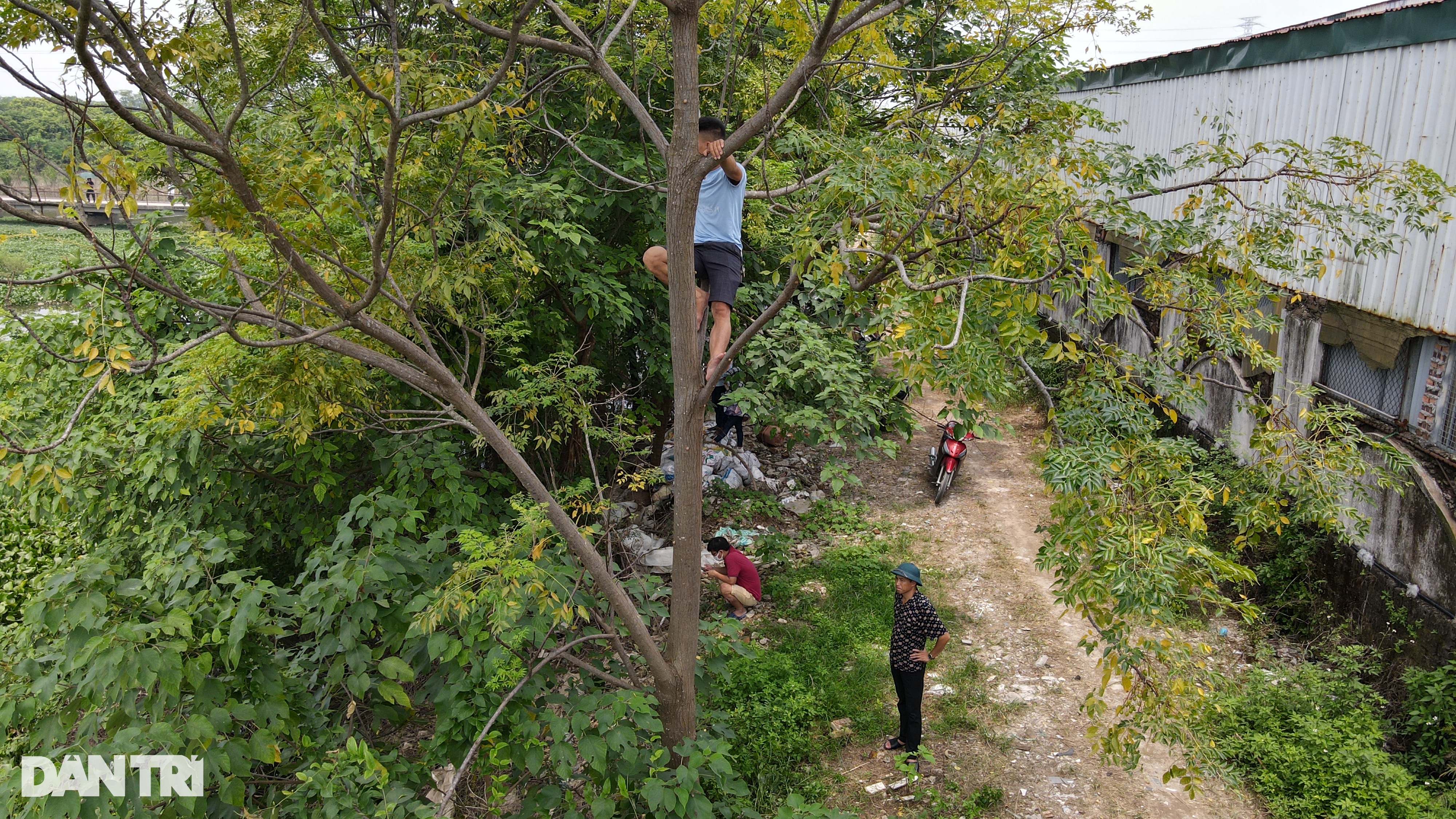 Trèo lên ngọn cây livestream vụ tìm kiếm cô gái mất tích ở Hà Nội - 8