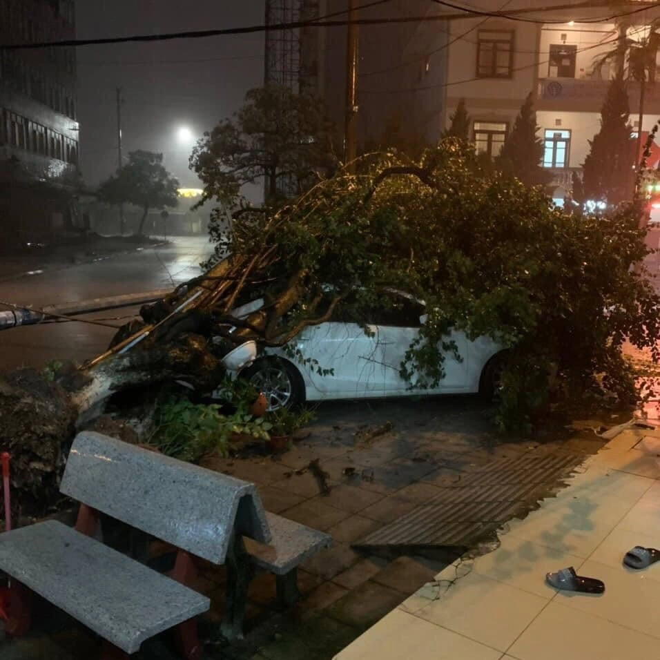 Bão Maon quật đổ nhiều cây xanh ở Quảng Ninh, toàn TP Móng Cái mất điện - 3